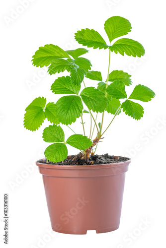bush of spring sapling sprout strawberry plant in plastic contai