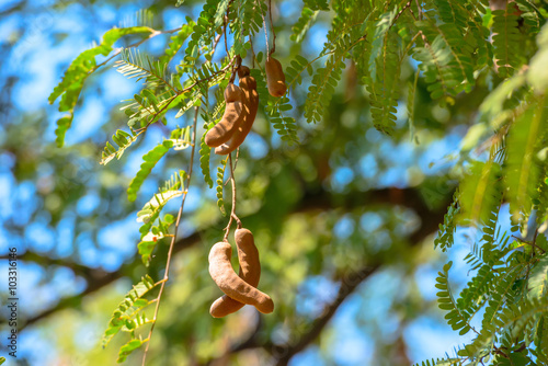 branch of tamarind on green bright background in nature
