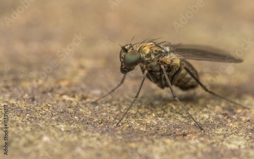 Dolichopodidae fly, insect macro or close up
