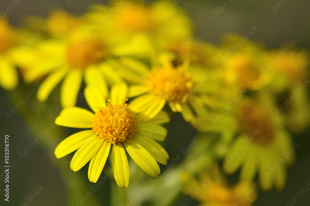 Common ragwort (Senecio jacobaea). A yellow flowered plant growing on