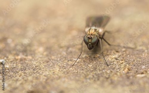 Dolichopodidae fly, insect macro or close up
