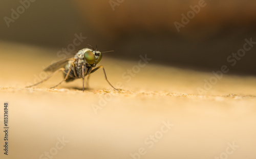 Dolichopodidae fly, insect macro or close up
