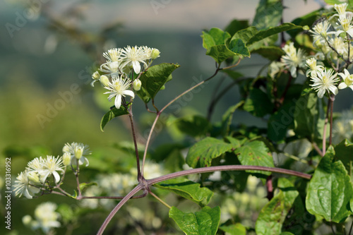 Traveller's-joy (Clematis  vitalba). Climbing shrub in the buttercup family (Ranunculaceae), bearing attractive white flowers