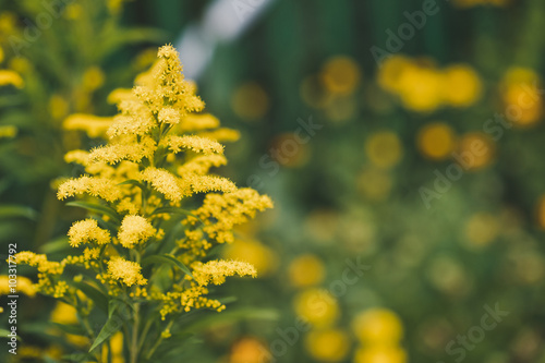 The plant goldenrod in bloom 5135.