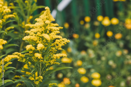 The plant goldenrod in bloom 5136. photo