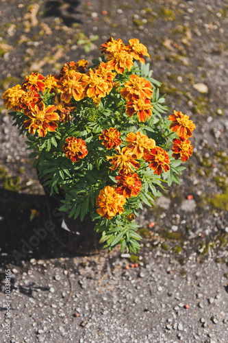 Marigolds in a vase 5226. © alenazamotaeva