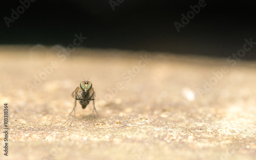 Dolichopodidae fly, insect macro or close up
