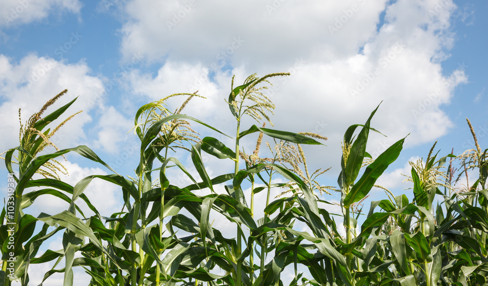 Obraz premium Maize tops