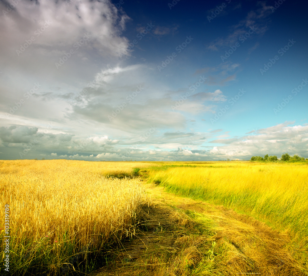 Wheat field against a blue sky