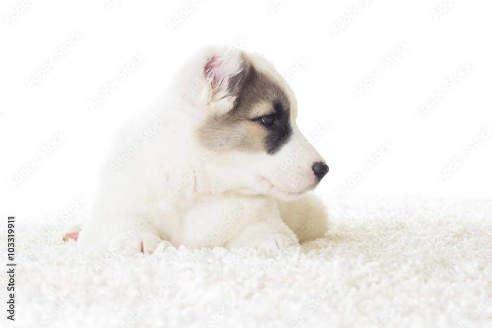 puppy lying on the fluffy white carpet puppy lying on the fluffy white carpet