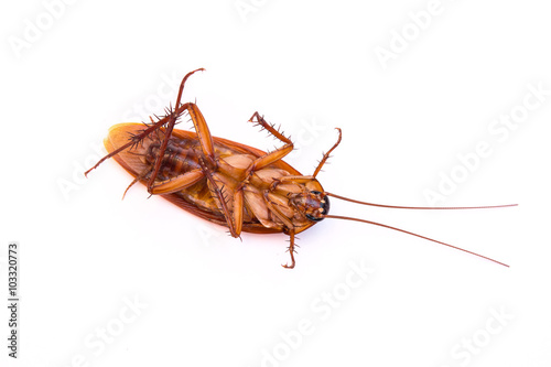 dead cockroach © rawinfoto