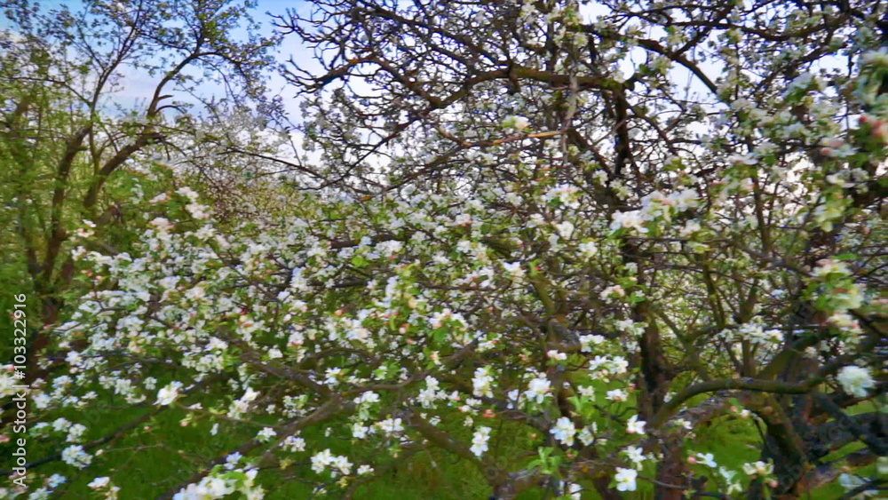 Panning of blooming apple tree with flowers on the branches. FullHD 1080p. Panning of blooming apple tree with flowers on the branches. FullHD 1080p.
