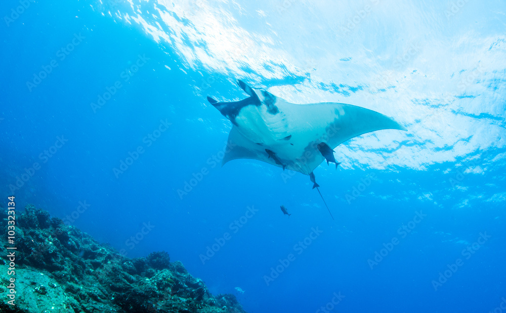 Obraz premium Manta Ray