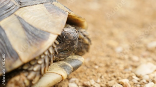 Lurking and hiding head in armor Testudo hermanni turtle 4K 2160p 30fps UltraHD footage - Testudo graeca stick out head slowly from helmet shallow DOF 4K 3840X2160 UHD video 