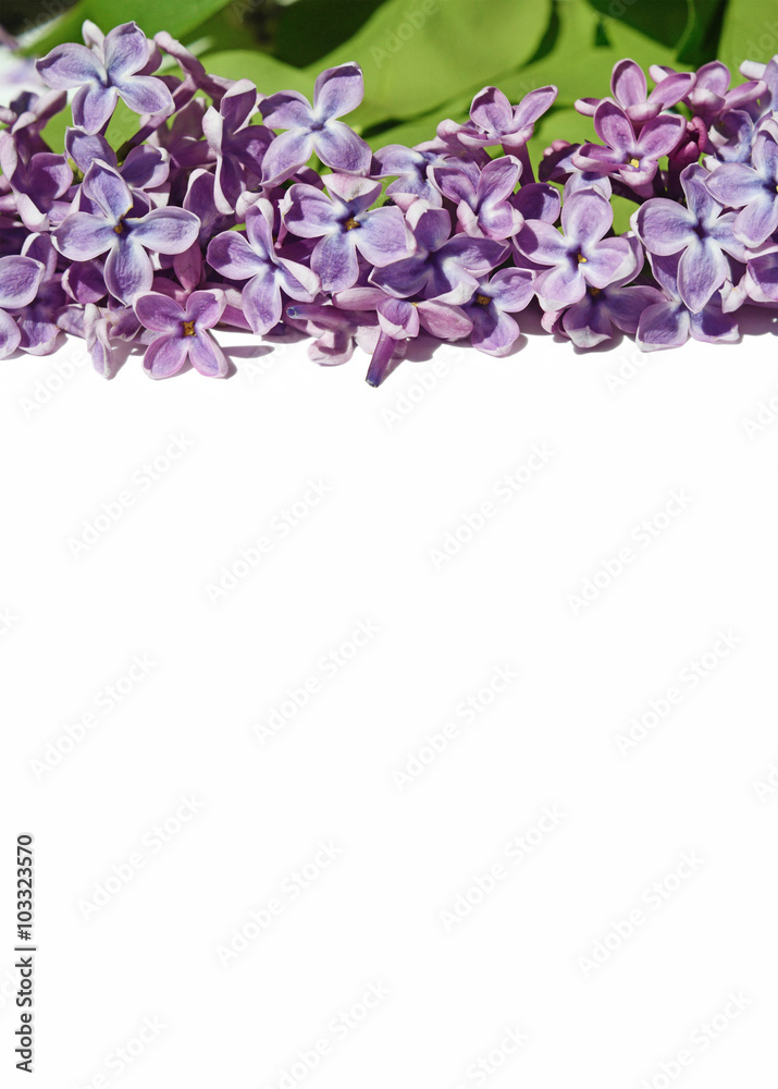 Fototapeta premium nice natural spring background with lilac flowers for congratula