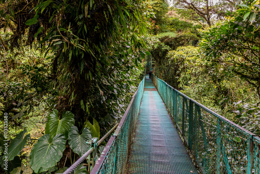 Fototapeta premium Hanging Bridges in Forest