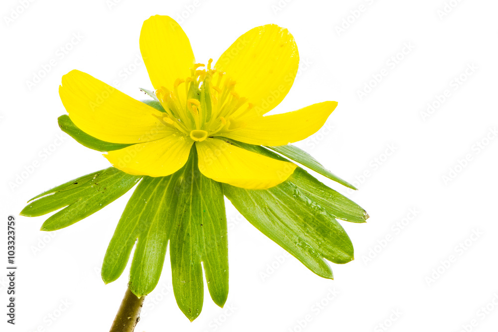 Isolated yellow blossom of winter aconite Isolated yellow blossom of winter aconite