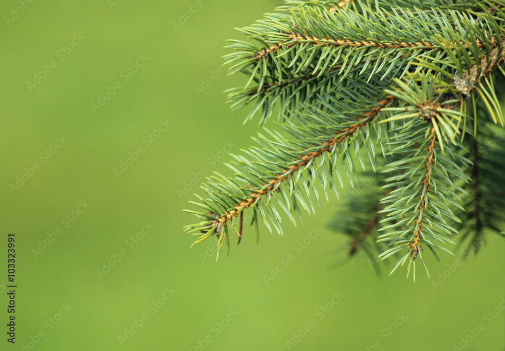 Pine tree Pine tree