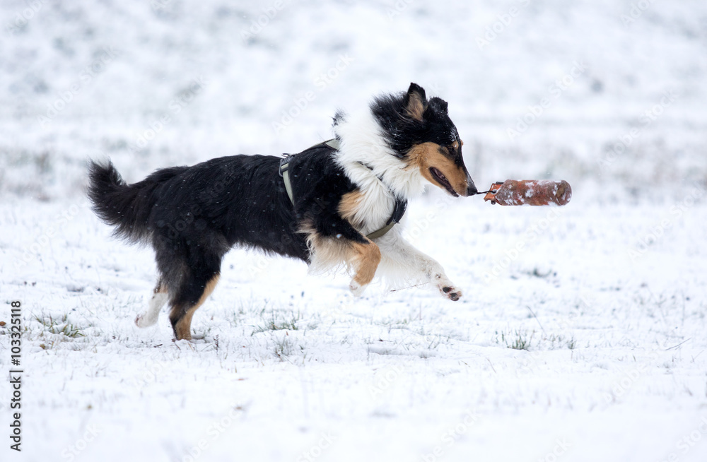 Dummyarbeit eines Collies im Schnee Dummyarbeit eines Collies im Schnee