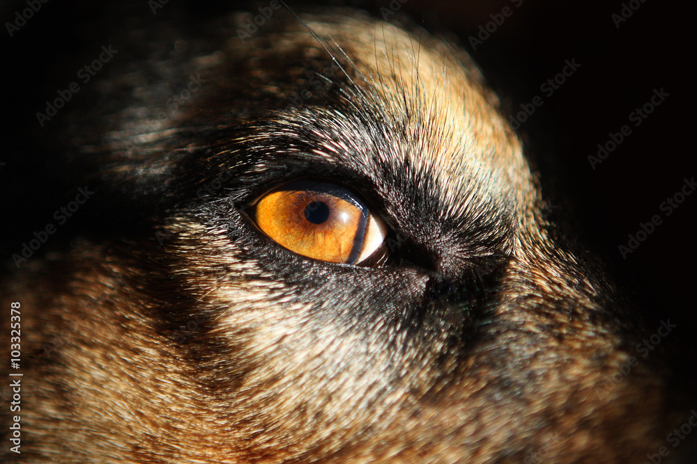 Yellow Dog Eyes - close-up