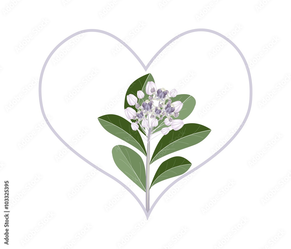 Purple Calotropis Gigantea Flowers in Heart Shape Purple Calotropis Gigantea Flowers in Heart Shape