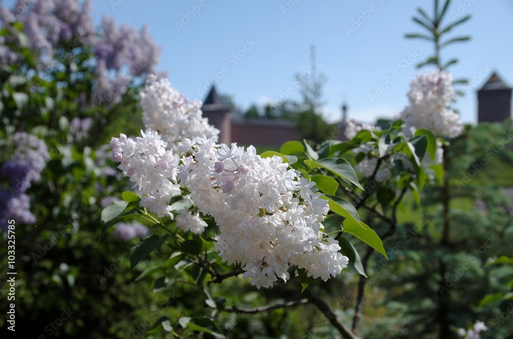 Lilac vibrant pink bunches shrub bright colors in sunlight, flowering Syringa in early summer season. Lilac vibrant pink bunches shrub bright colors in sunlight, flowering Syringa in early summer season.