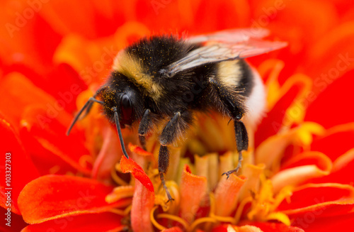 a bumblebee sitting on flower