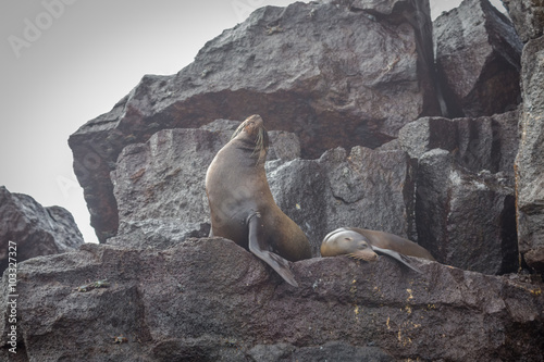 sea lion of Galapagos