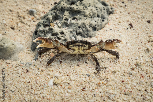 sea crab