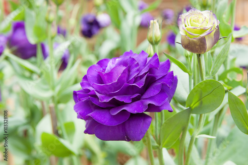 Fotografija Blue rose in flower garden at thailand