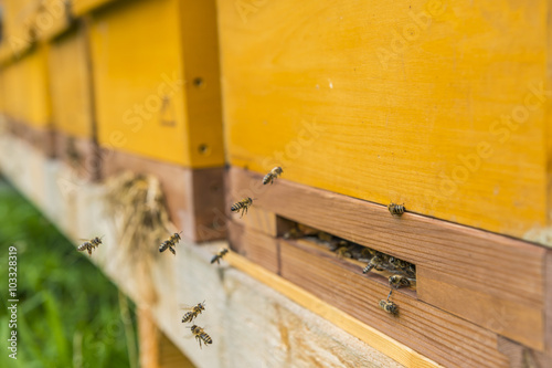 Bienenstock mit fliegenden Bienen