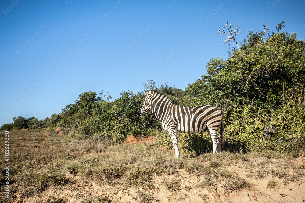 Obraz premium Zebras
