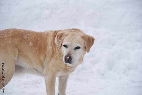cane labrador cani cane su neve nevicata inverno cane da montagna soccorso piste 