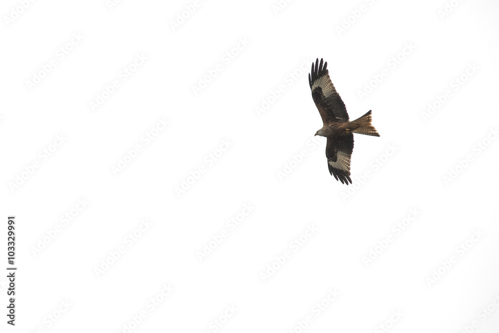 Fototapeta premium Beautiful red kite milvus milvus soaring in clear sky