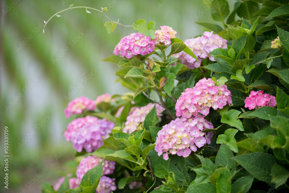紫陽花