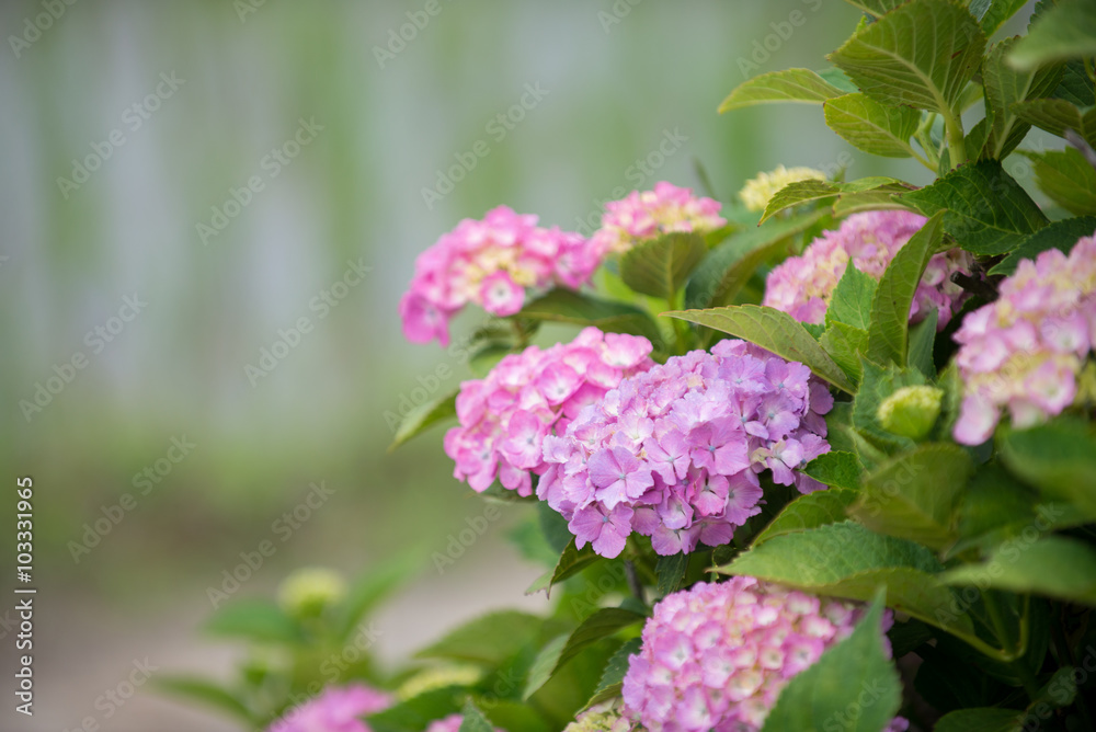 紫陽花 紫陽花