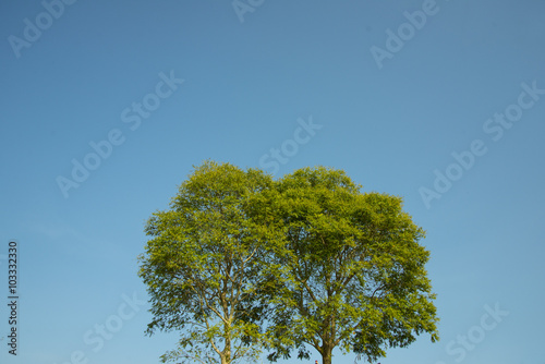 Big tree with blue sky background