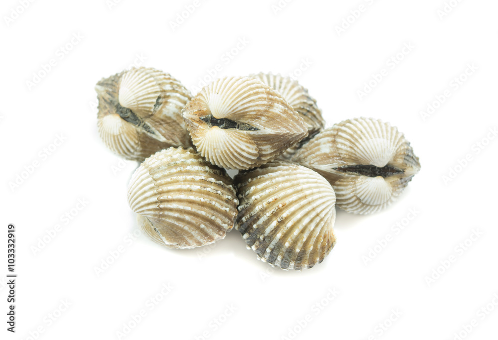 fresh cockles on white background, seafood fresh cockles on white background, seafood
