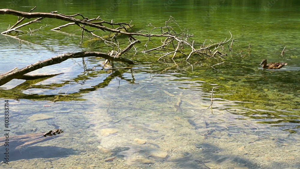Two ducks in clear water of Plitvice Lakes Croatia Two ducks in clear water of Plitvice Lakes Croatia