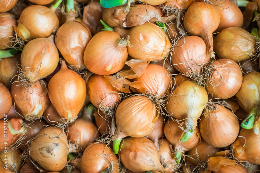 Last year harvest of onion after 6 months storing with fresh green sprouts ready for planting. Spring agriculture time. Organic food background. Last year harvest of onion after 6 months storing with fresh green sprouts ready for planting. Spring agriculture time. Organic food background.