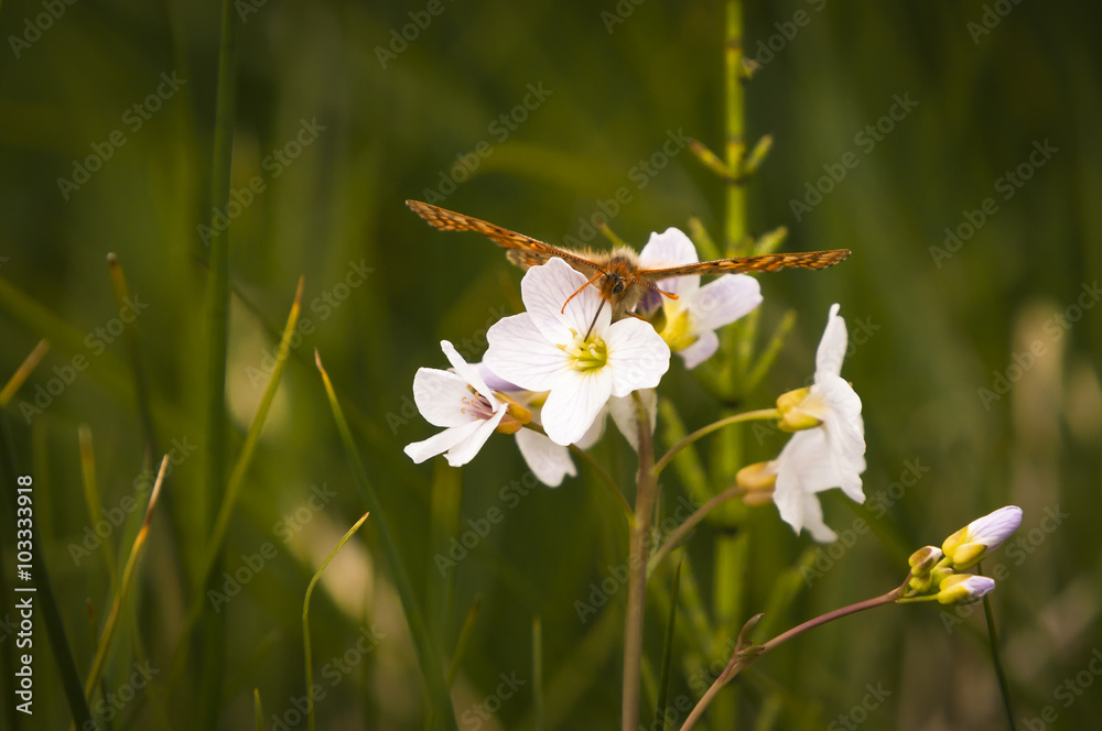 A Marsh Fritillary Butterfly, Euphydryas aurinia, feeding on a Lady's Smock flower head, Cardamine pratensis. A Marsh Fritillary Butterfly, Euphydryas aurinia, feeding on a Lady's Smock flower head, Cardamine pratensis.