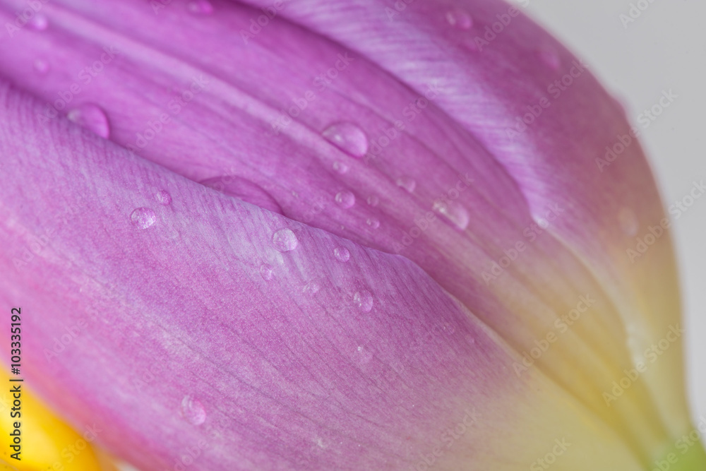 colorful bouquet of fresh spring tulip flowers with water drops on white background