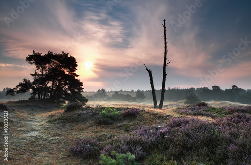 misty summer sunrise on dunes © Olha Rohulya