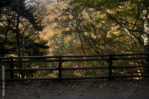 秋 西沢渓谷 川 谷 滝 落ち葉 