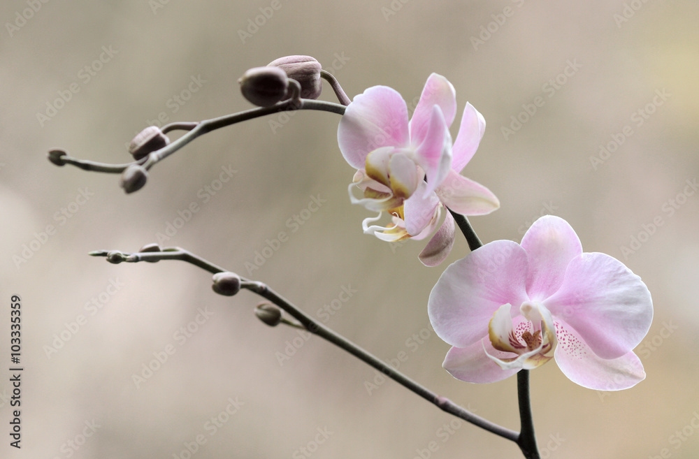Storczyk - Orchidea - obrazy, fototapety, plakaty 