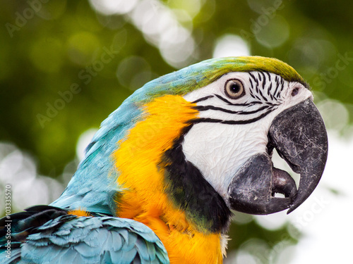 parrot © abdillahyusuf