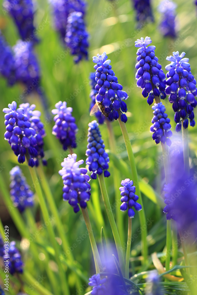 blue grape hyacinth blue grape hyacinth
