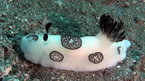 Beautiful nudibranch Jorunna Funebris close up photo