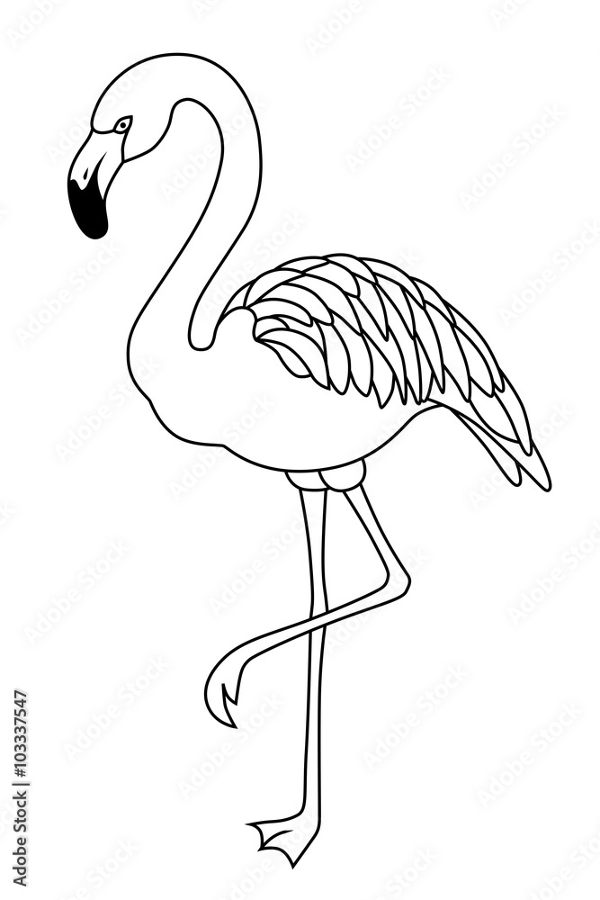 Naklejka premium Flamingo czarno biały ptak na białym tle wektor
