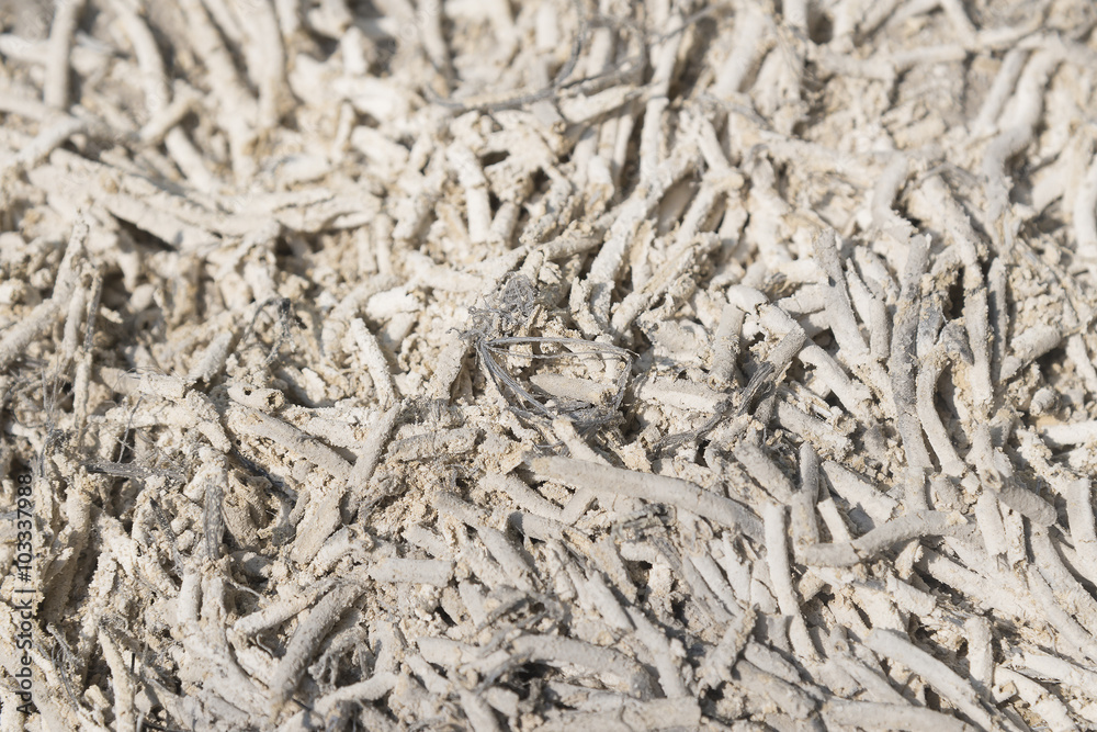 close-up to the incense ash close-up to the incense ash